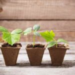 How to sow cucumber

Quick overview
- Best time: sow under cover 3–4 weeks before last expected frost, or sow direct outdoors after soil reaches consistently 15°C–18°C.
- Soil: fertile, well‑drained, rich in organic matter; pH 6.0–7.0.
- Temperature: germination optimal 18–25°C.
- Sowing depth: 1–2 cm.
- Seed spacing: indoors in pots or modules: one seed per cell; outdoors or in growbags: thin to 30–45 cm between plants (depending on variety).
- Light: plenty of bright light once seedlings emerge; avoid cold drafts.

Step‑by‑step (indoor sowing, recommended for cooler climates)
1. Prepare compost and pots
- Use free‑draining multi‑purpose compost with added compost or well rotted manure for extra fertility. Fill 7–9 cm pots or modules, firm lightly.

2. Sow seeds
- Place one seed 1–2 cm deep in each pot or cell. Water gently to settle compost.

3. Provide warmth
- Keep pots at 18–25°C. Use heated propagator or warm windowsill. Germination usually 5–10 days.

4. Light and ventilation
- Move seedlings to bright light as soon as they appear. Reduce temperature a little by day to encourage sturdier growth. Provide gentle airflow to reduce damping‑off.

5. Pot on and feed
- When seedlings show 2–3 true leaves, transfer to larger pot if needed. Start weekly feed with balanced liquid feed or dilute tomato/cucumber fertiliser.

6. Harden off
- Gradually acclimatise plants to outdoor conditions over 7–10 days before planting out or into greenhouse.

Planting out and training
- Plant into greenhouse, polytunnel or sheltered sunny site after risk of frost has passed and when soil/air are warm. Space plants 30–45 cm apart along rows or use single plants in growbags.
- Provide support: trellis, canes or string to train vines upwards. Training saves space and improves air circulation.

Outdoor direct sowing
- Sow seeds 1–2 cm deep in warm soil from late spring onwards. Sow in hills of 3 seeds, thin to strongest seedling per hill. Direct sowing suits early summer in reliably warm sites.

Watering and care
- Keep soil consistently moist but not waterlogged. Water at soil level to avoid wetting foliage.
- Mulch to conserve moisture and suppress weeds.
- Side‑dress with compost or feed fortnightly during heavy fruiting.

Common problems
- Poor pollination in greenhouse: hand‑pollinate flowers if necessary.
- Powdery mildew and downy mildew: ensure good airflow, avoid overhead watering.
- Pests: aphids and slugs can be an issue; monitor and control early.

Harvest
- Pick cucumbers when fruit reach variety‑specific size and before seeds harden. Regular harvesting encourages more fruiting.

Variety note
- Choose variety suited to greenhouse (parthenocarpic varieties do not need pollination) or outdoor cropping.

Happy sowing — cucumbers are quick to reward once warm conditions are established.