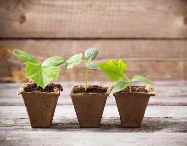 How to sow cucumber

Quick overview
- Best time: sow under cover 3–4 weeks before last expected frost, or sow direct outdoors after soil reaches consistently 15°C–18°C.
- Soil: fertile, well‑drained, rich in organic matter; pH 6.0–7.0.
- Temperature: germination optimal 18–25°C.
- Sowing depth: 1–2 cm.
- Seed spacing: indoors in pots or modules: one seed per cell; outdoors or in growbags: thin to 30–45 cm between plants (depending on variety).
- Light: plenty of bright light once seedlings emerge; avoid cold drafts.

Step‑by‑step (indoor sowing, recommended for cooler climates)
1. Prepare compost and pots
- Use free‑draining multi‑purpose compost with added compost or well rotted manure for extra fertility. Fill 7–9 cm pots or modules, firm lightly.

2. Sow seeds
- Place one seed 1–2 cm deep in each pot or cell. Water gently to settle compost.

3. Provide warmth
- Keep pots at 18–25°C. Use heated propagator or warm windowsill. Germination usually 5–10 days.

4. Light and ventilation
- Move seedlings to bright light as soon as they appear. Reduce temperature a little by day to encourage sturdier growth. Provide gentle airflow to reduce damping‑off.

5. Pot on and feed
- When seedlings show 2–3 true leaves, transfer to larger pot if needed. Start weekly feed with balanced liquid feed or dilute tomato/cucumber fertiliser.

6. Harden off
- Gradually acclimatise plants to outdoor conditions over 7–10 days before planting out or into greenhouse.

Planting out and training
- Plant into greenhouse, polytunnel or sheltered sunny site after risk of frost has passed and when soil/air are warm. Space plants 30–45 cm apart along rows or use single plants in growbags.
- Provide support: trellis, canes or string to train vines upwards. Training saves space and improves air circulation.

Outdoor direct sowing
- Sow seeds 1–2 cm deep in warm soil from late spring onwards. Sow in hills of 3 seeds, thin to strongest seedling per hill. Direct sowing suits early summer in reliably warm sites.

Watering and care
- Keep soil consistently moist but not waterlogged. Water at soil level to avoid wetting foliage.
- Mulch to conserve moisture and suppress weeds.
- Side‑dress with compost or feed fortnightly during heavy fruiting.

Common problems
- Poor pollination in greenhouse: hand‑pollinate flowers if necessary.
- Powdery mildew and downy mildew: ensure good airflow, avoid overhead watering.
- Pests: aphids and slugs can be an issue; monitor and control early.

Harvest
- Pick cucumbers when fruit reach variety‑specific size and before seeds harden. Regular harvesting encourages more fruiting.

Variety note
- Choose variety suited to greenhouse (parthenocarpic varieties do not need pollination) or outdoor cropping.

Happy sowing — cucumbers are quick to reward once warm conditions are established.