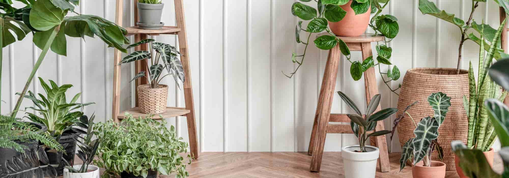 Is it good to have plants indoors?
