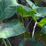 Alocasia or Colocasia: how to recognise them?