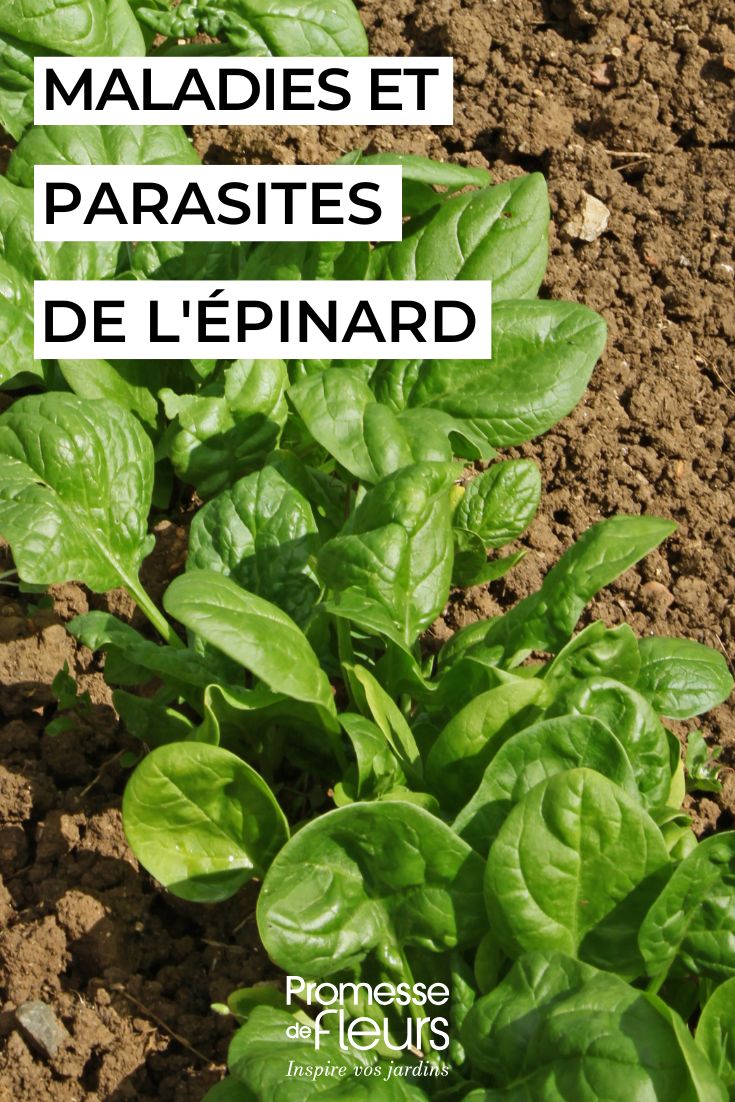 rank of spinach