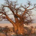 Sacred plants and trees around the world