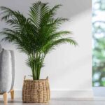 How to easily repot an indoor palm?