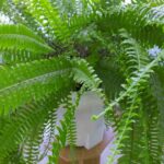How to repot an indoor fern?