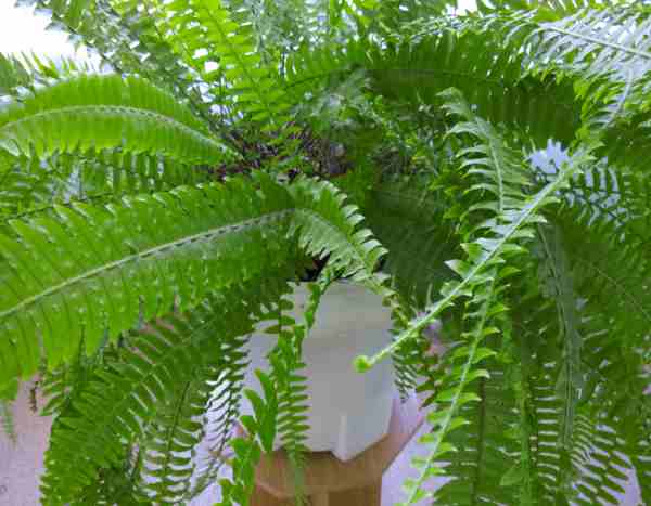 How to repot an indoor fern?