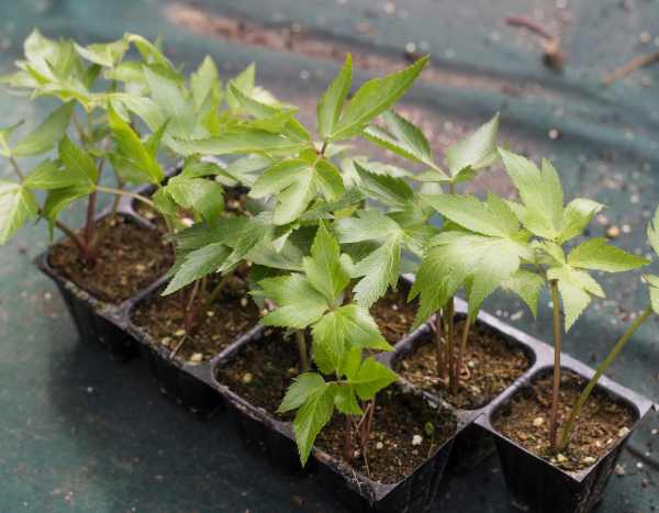 How to sow angelica?