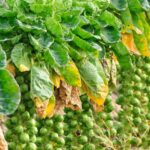 How to sow Brussels sprouts?