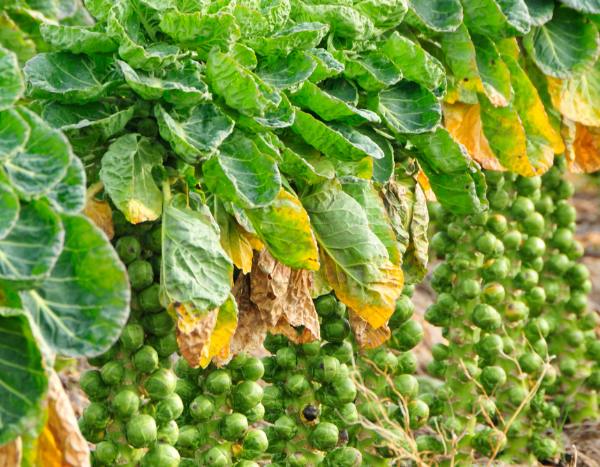 How to sow Brussels sprouts?