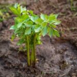 How to sow lovage?