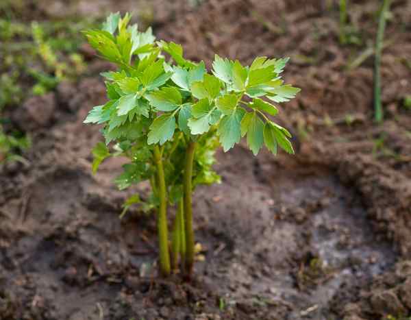 How to sow lovage?