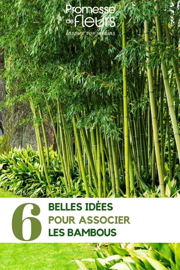 Bamboo in the garden
