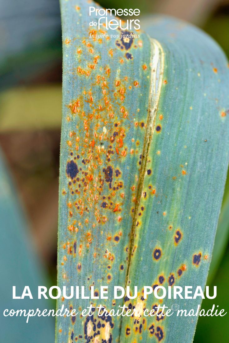leek rust