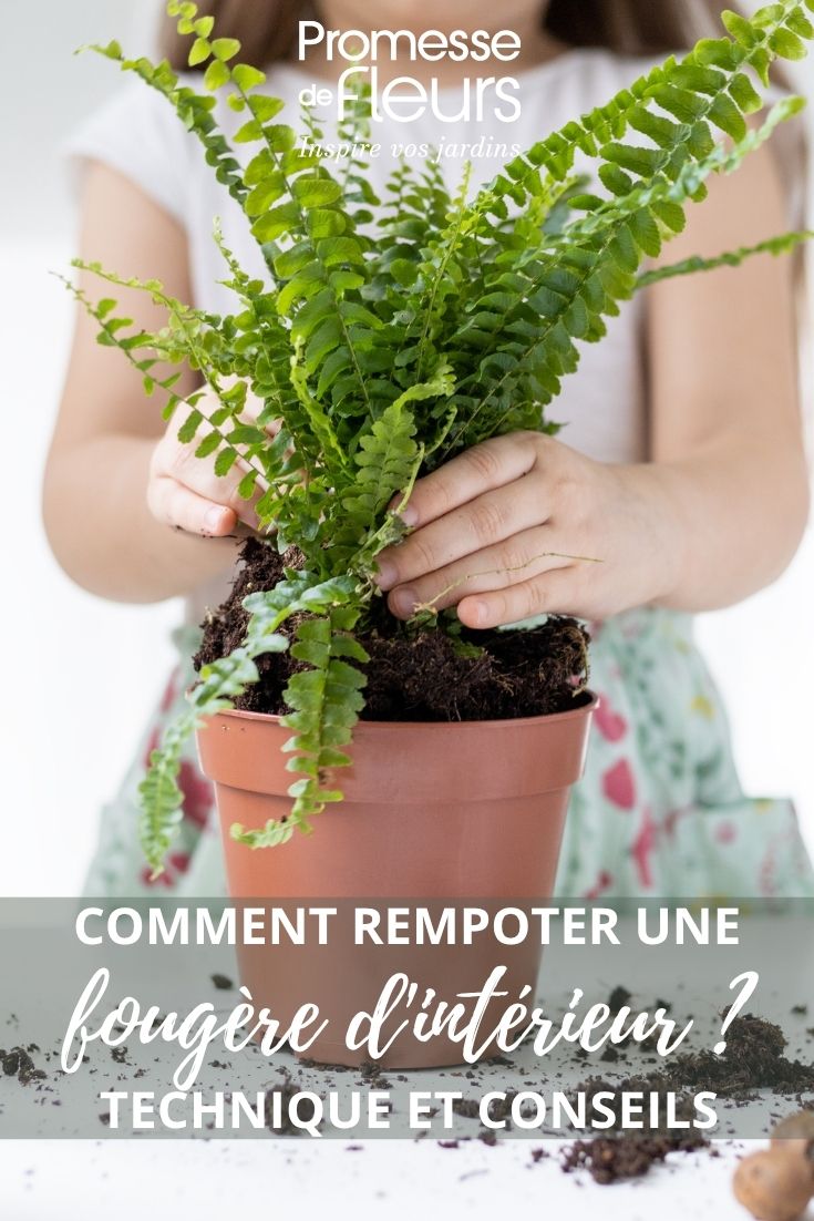 indoor ferns
