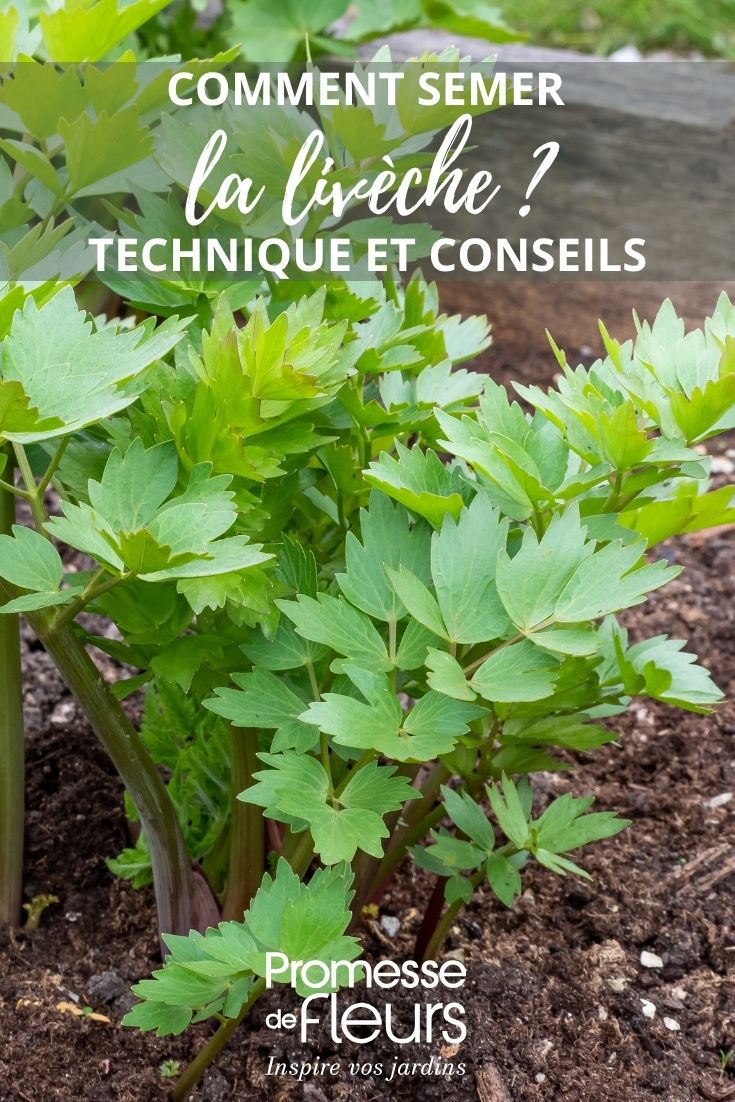 lovage leaf in garden