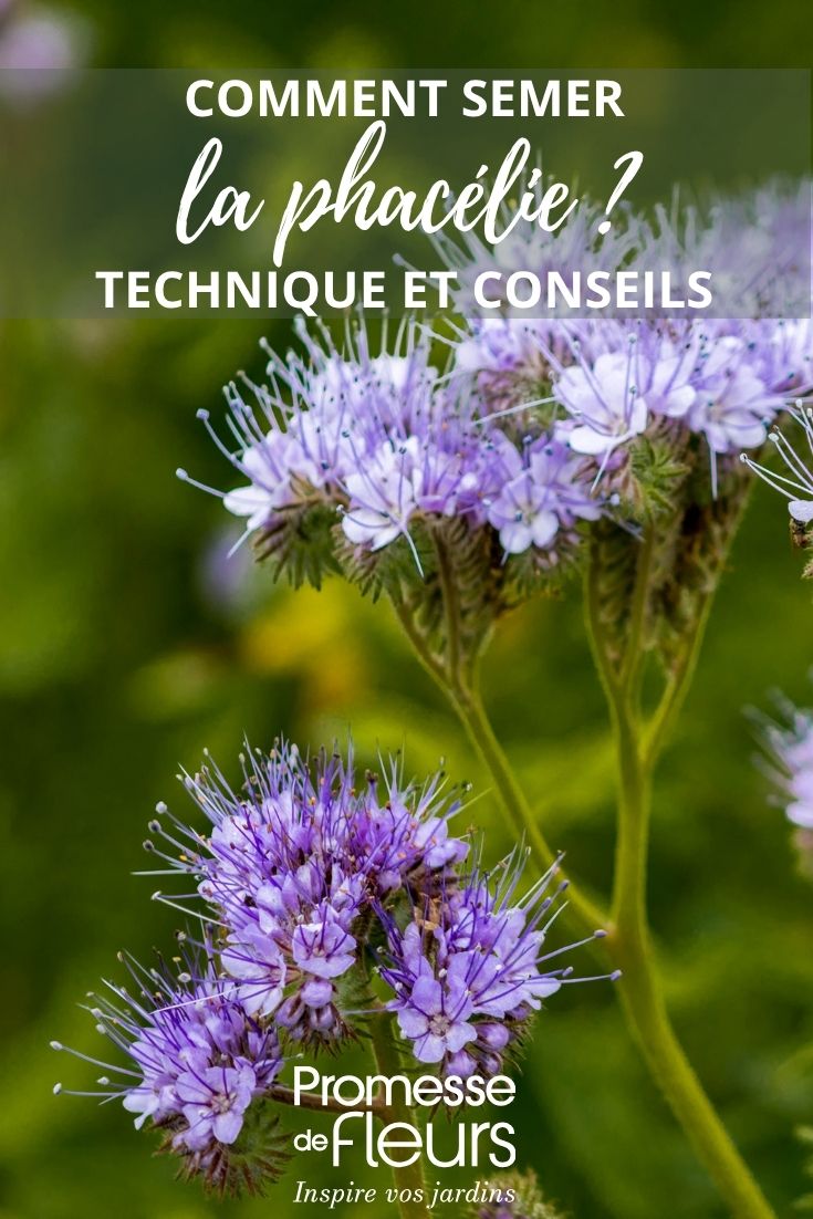 phacelia flowers