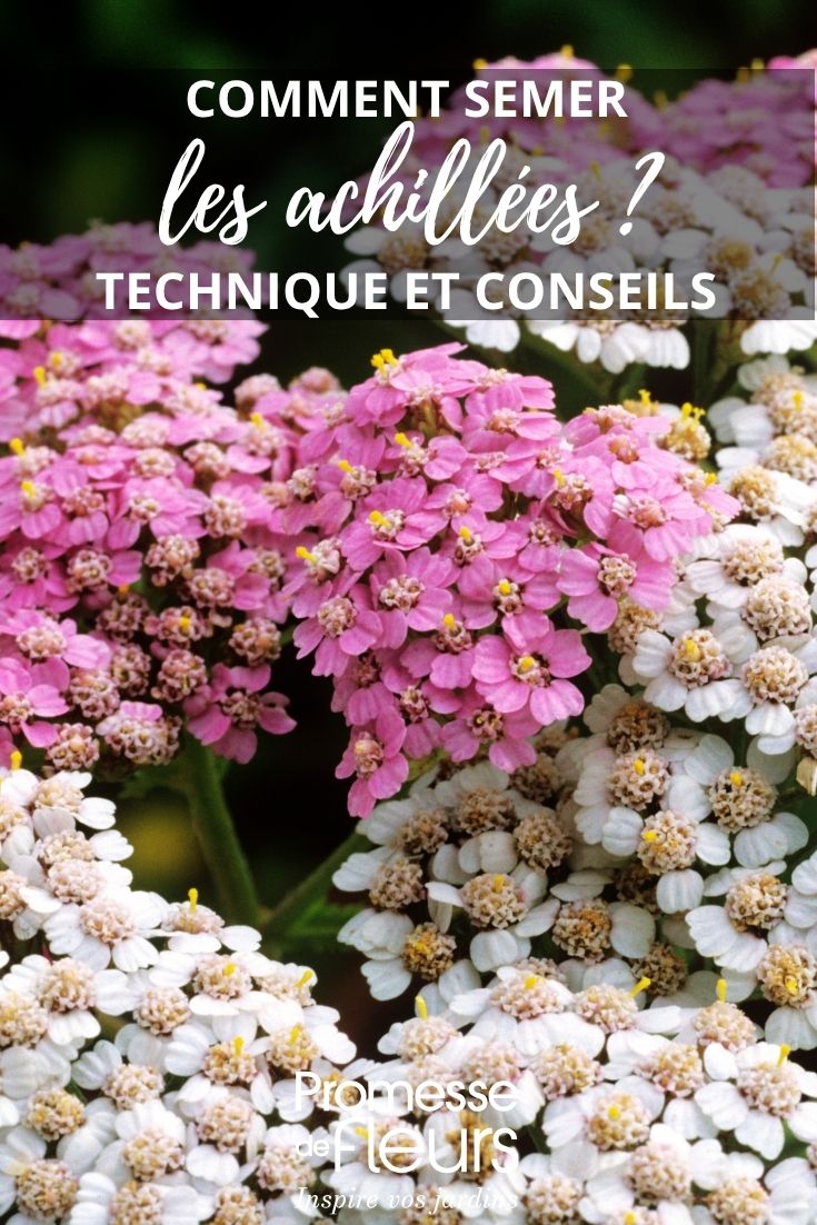 yarrow flowers