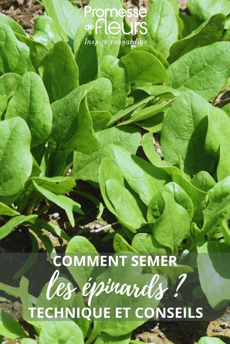 young spinach plants