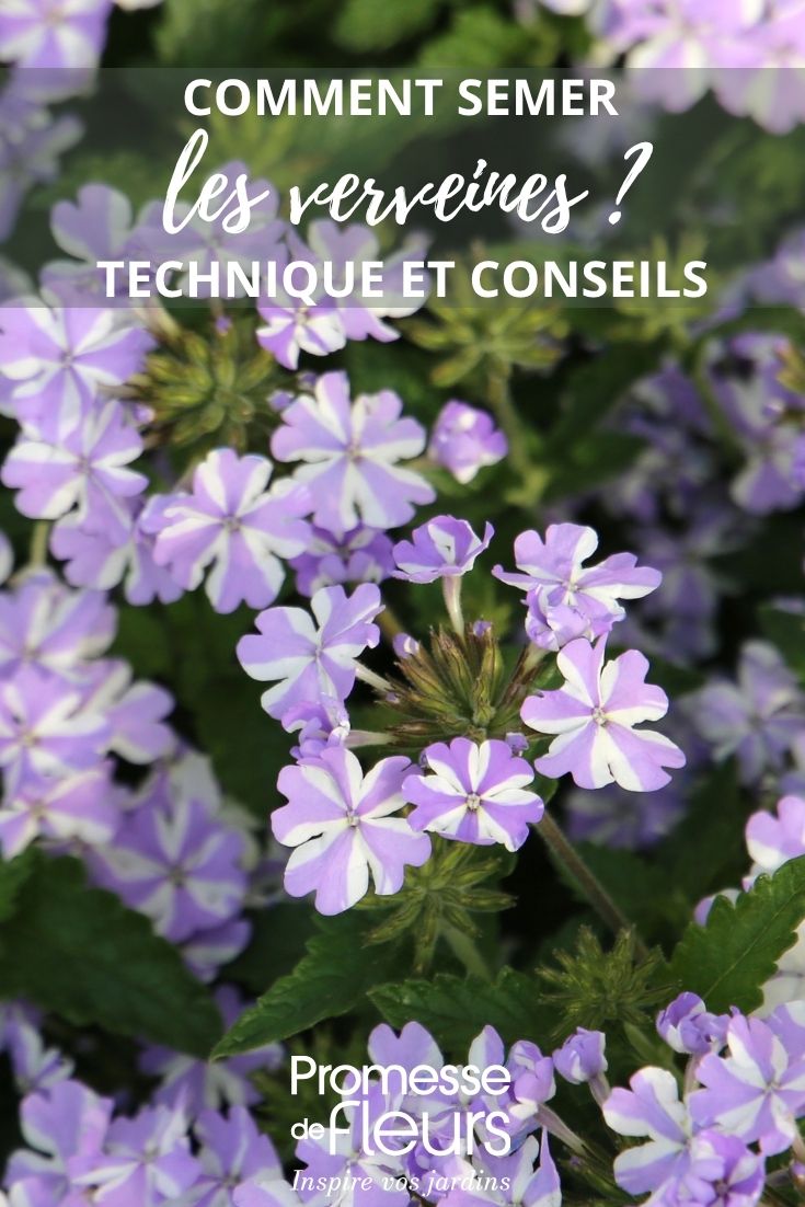 verbena flowers