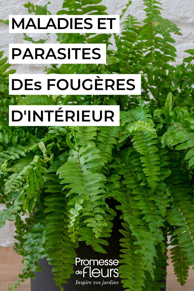 indoor fern