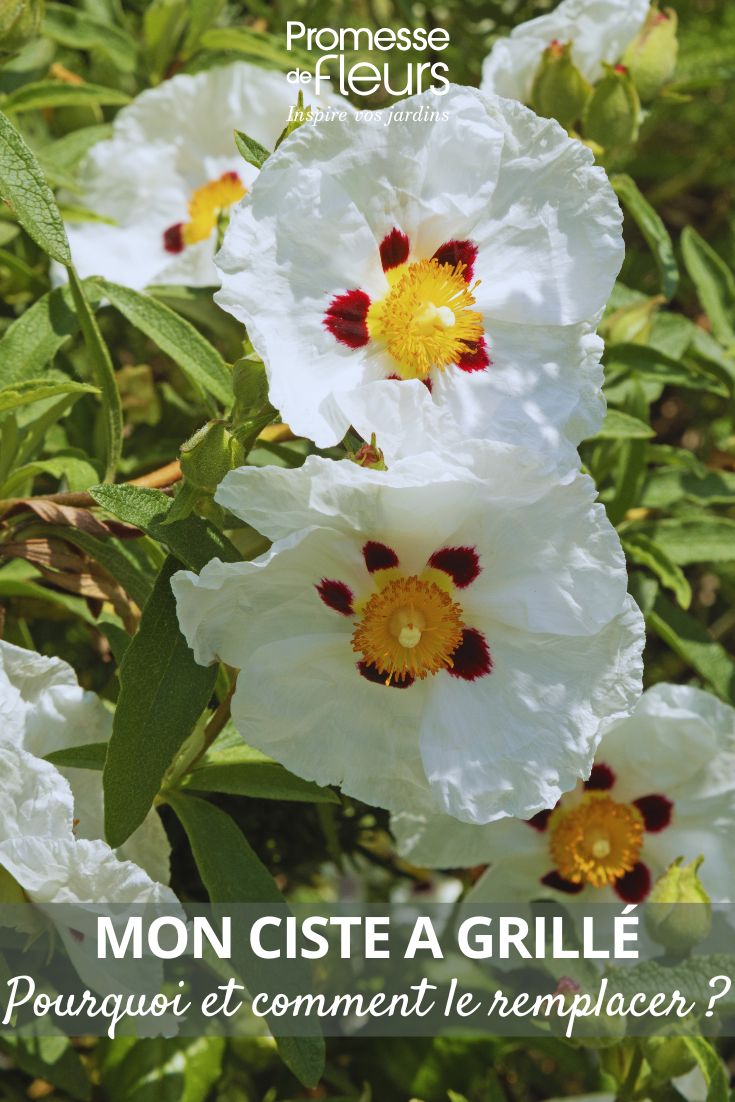 rockrose flowers