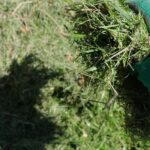Using lawn clippings as mulch: advantages and disadvantages