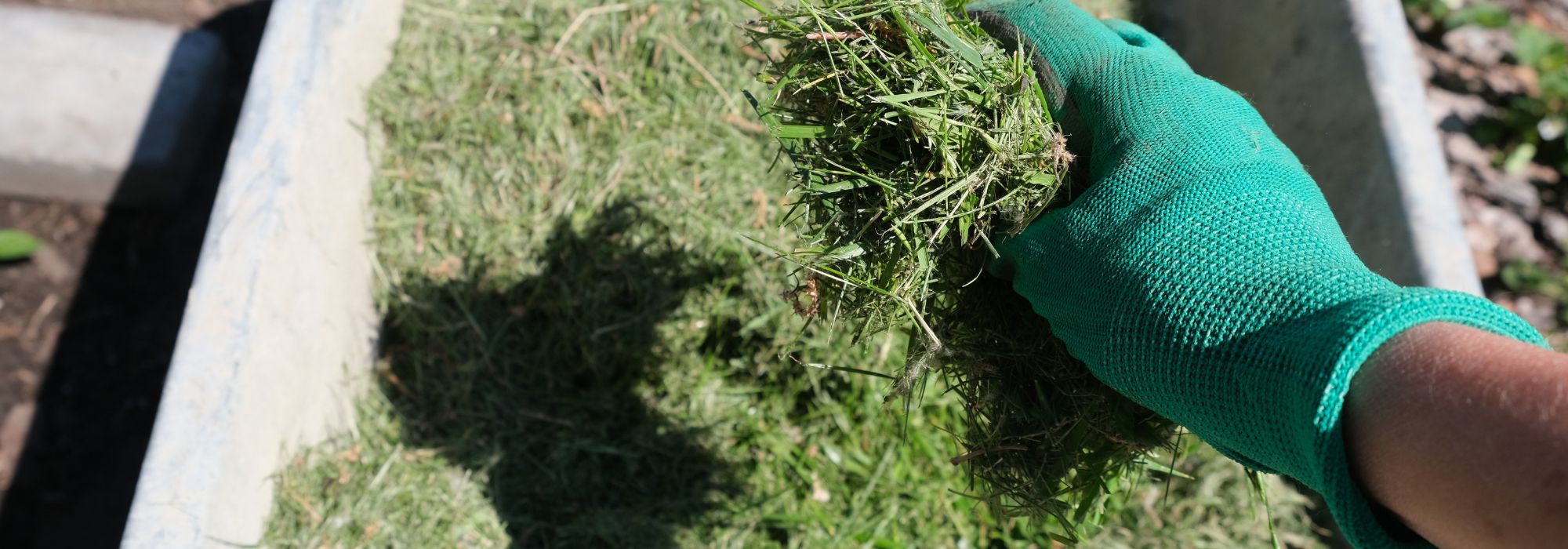 Using lawn clippings as mulch: advantages and disadvantages