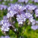 How to sow phacelia effectively in the garden?
