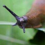 How to make a slug trap?