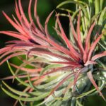 Tillandsia: to grow and care for