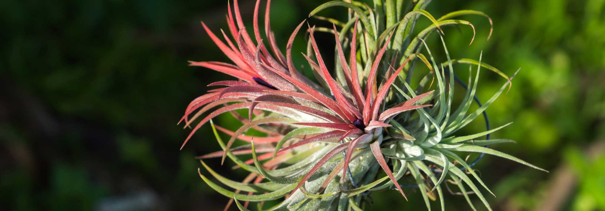 Tillandsia: to grow and care for