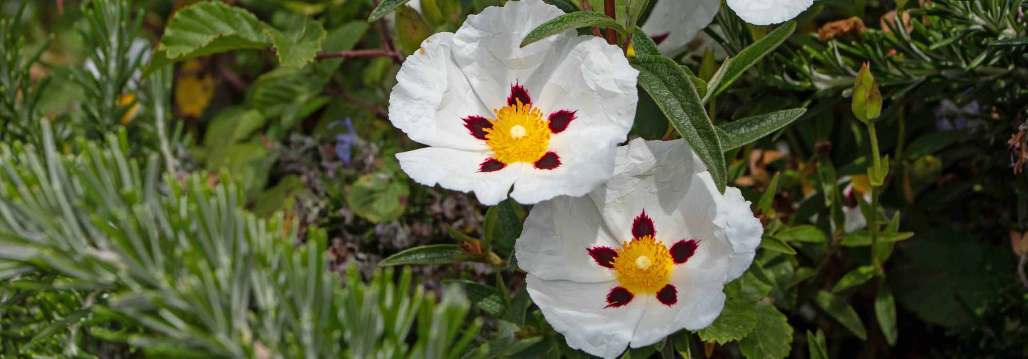 Is my rockrose dead? What should I do?