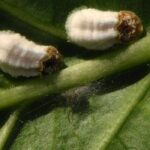 How to get rid of scale insects on citrus trees?