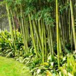 6 lovely ideas for pairing bamboo