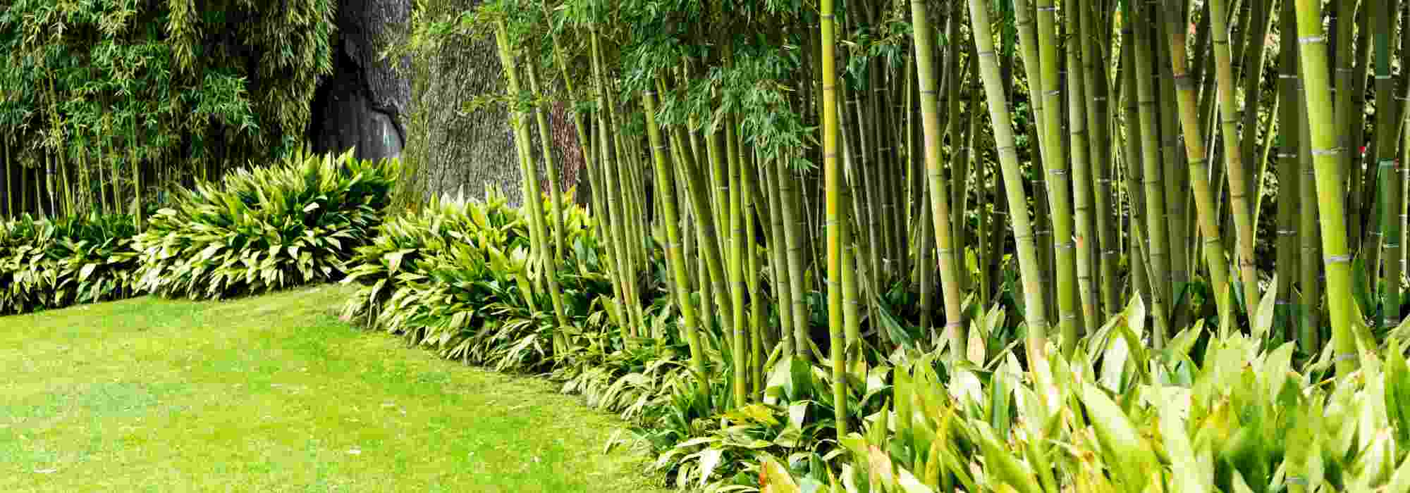 6 lovely ideas for pairing bamboo