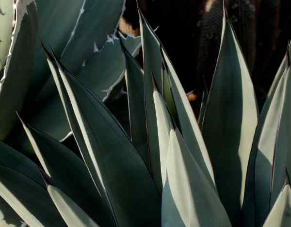 How to propagate agaves?