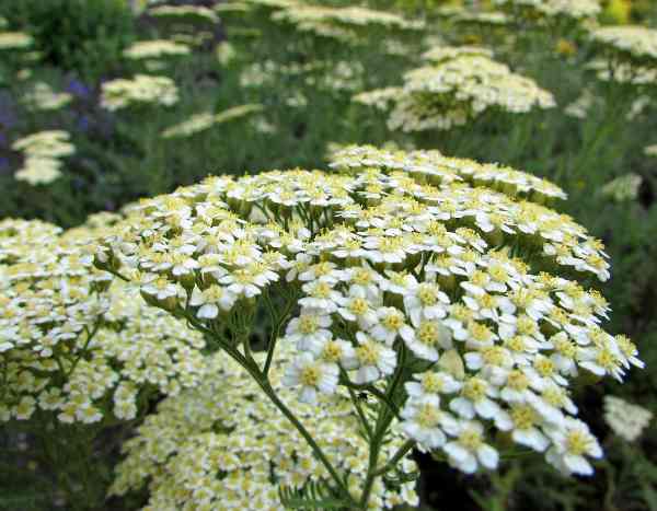 How to sow yarrow?