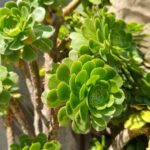 How to propagate Aeonium?