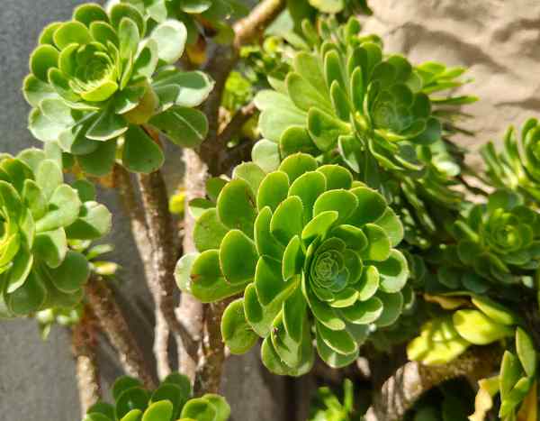 How to propagate Aeonium?