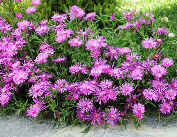 How to propagate Delosperma?