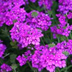 How to sow verveines (verbena and lemon verbena)

Intro
Verbena (Verbena spp.) and lemon verbena (Aloysia citrodora) can be raised from seed with good results if given warmth, light and well‑draining compost. Below are simple steps for successful sowing and early care.

When to sow
- Outdoor sowing (hardy verbenas such as V. bonariensis): sow outdoors in spring after last frost or autumn in milder areas.  
- Indoor sowing (most annual verbenas, lemon verbena): sow indoors 8–10 weeks before last expected frost for earlier flowering.

Sowing mix and containers
- Use a free‑draining seed compost or a 50:50 mix of multi‑purpose compost and horticultural grit or perlite.  
- Fill trays or small pots, firm lightly and water from base until compost is evenly moist.

Sowing method
- Surface‑sow seeds for most verbena species: press seeds lightly onto compost surface without covering, as many need light to germinate.  
- For larger seeds or varieties that require light cover, sprinkle a very thin layer (0.5–2 mm) of fine compost or vermiculite.  
- Label trays and keep cover (clear lid or polythene) to retain humidity until germination.

Germination conditions
- Temperature: maintain 18–22°C for reliable germination. Lemon verbena prefers warmer end of range.  
- Light: bright light is important; provide a sunny windowsill or growlight.  
- Time: germination usually occurs in 7–21 days depending on species and temperature.

After germination
- Remove cover once seedlings appear and provide good air circulation to avoid damping‑off.  
- Keep compost just moist, not waterlogged.  
- When seedlings have their first true leaves, prick out into individual pots using fresh compost and handle by leaves, not stems.

Hardening off and planting out
- Harden off gradually over 7–10 days before planting outside.  
- Plant out after risk of frost has passed for tender varieties. Space plants according to variety (30–45 cm typical for many garden verbena).

Care tips
- Position in full sun for best flowering; ensure soil is well drained.  
- Feed monthly with a balanced liquid fertiliser while plants are establishing and during the flowering period.  
- Deadhead spent flowers to encourage continuous bloom for annual verbenas; cut back leggy growth to promote bushiness.

Propagation alternative
- Many verbenas root readily from softwood cuttings taken in late spring or early summer — a useful alternative to sowing for true‑to‑type plants.

Problems to watch for
- Damping‑off: avoid over‑watering and overcrowding seedlings.  
- Powdery mildew: improve air circulation and avoid overly humid conditions.  
- Pests: aphids and whitefly can occur; monitor and treat early.

Varieties and uses
- Verbena bonariensis: tall, airy, excellent for mixed borders and wildlife.  
- Bedding verbenas (e.g. V. x hybrida): compact, profuse flowering for containers and beds.  
- Lemon verbena (Aloysia citrodora): aromatic leaves for culinary and tea use; usually tender and best grown in pots in cooler climates.

Quick checklist
- Use free‑draining compost, keep seeds surface‑sown where light is needed, maintain 18–22°C, water moderately, prick out when true leaves appear, harden off before planting out.

If you want, tell me which verveine you mean (garden verbena or lemon verbena) and I can provide a tailored sowing calendar for UK/Irish climates.