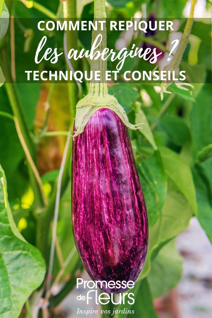 Aubergine in the vegetable patch
