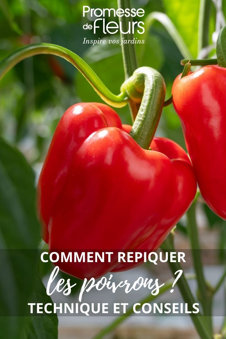 sweet pepper