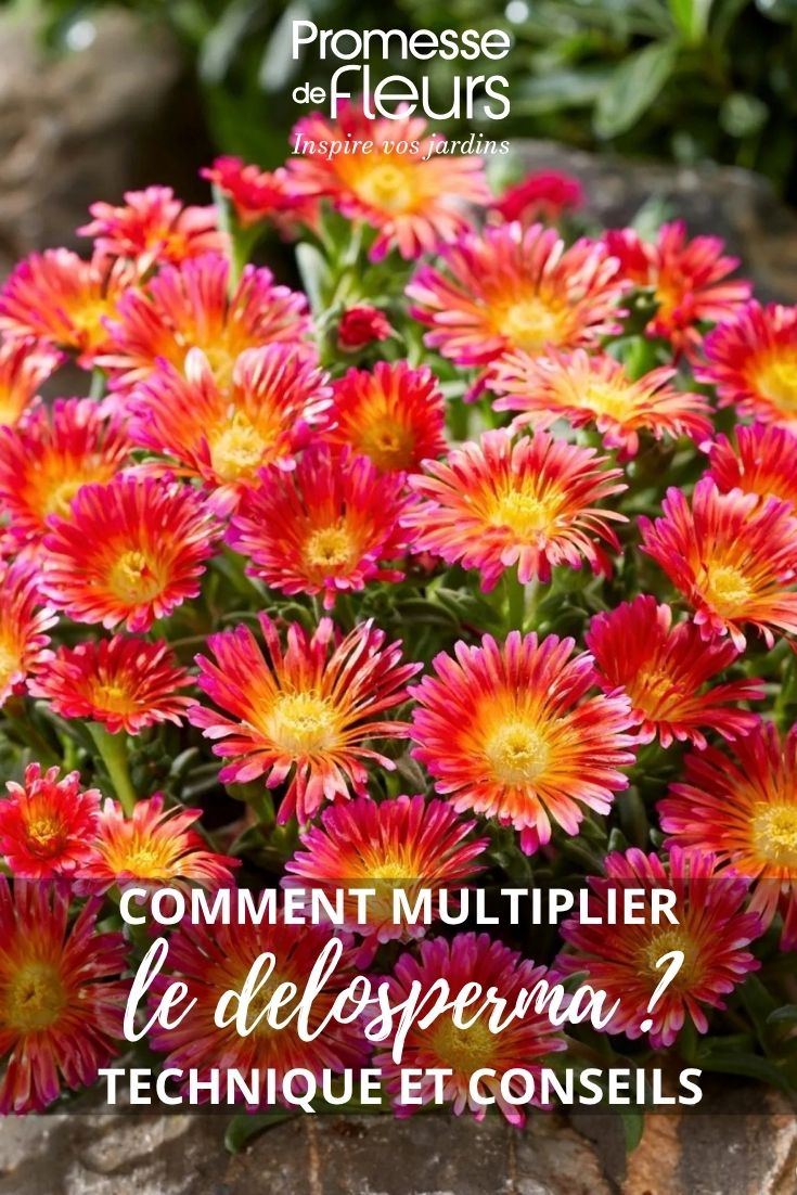 Delosperma flowers