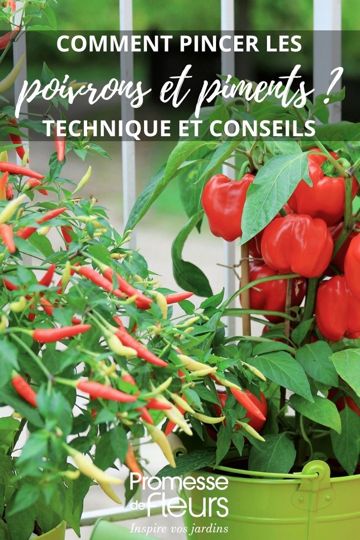 chilli and sweet pepper