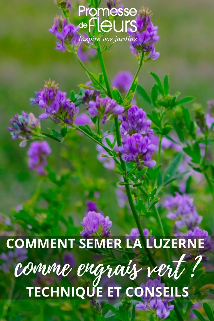 lucerne flower