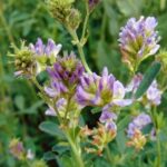How to sow lucerne as green manure?