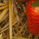 Using straw as mulch: good or bad idea?