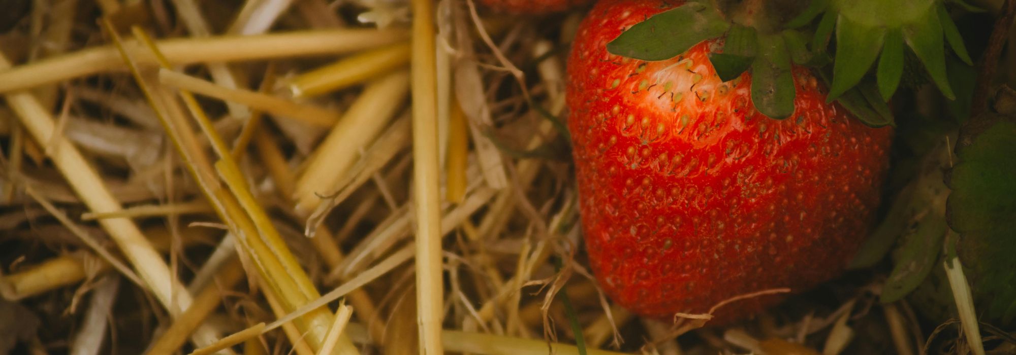 Using straw as mulch: good or bad idea?