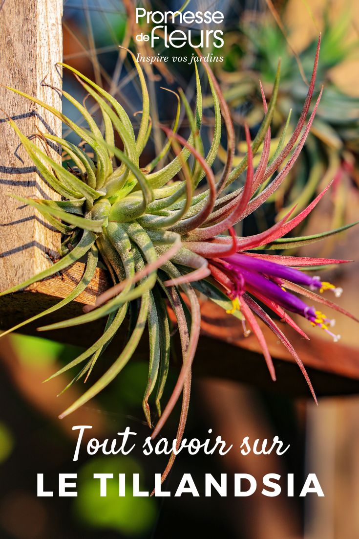 plant: Tillandsia