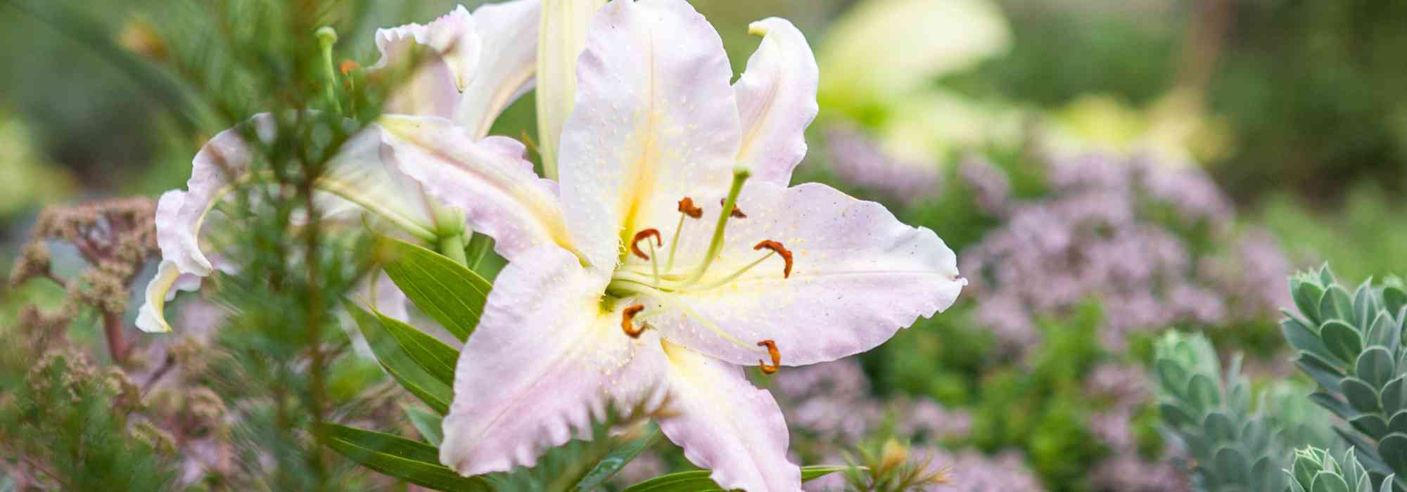 Hardiest summer bulbs